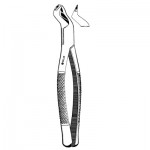 Extracting Forceps #88L