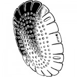 Fox Aluminum Eye Shield - Each Sold Separately